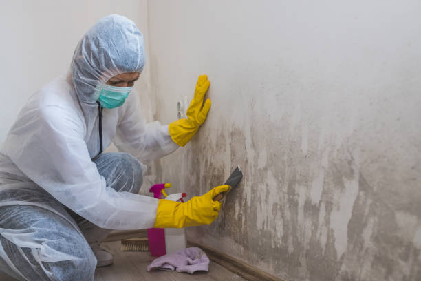 Hudson Bend, TX Mold Inspection, Removal & Remediation Company